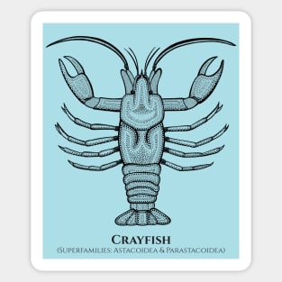 Crayfish with Common and Scientific Names - detailed animal design Sticker